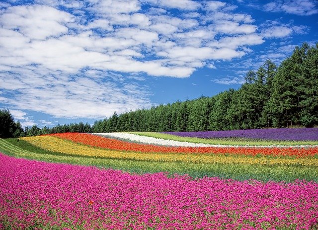 flower field g0519d7a93 640